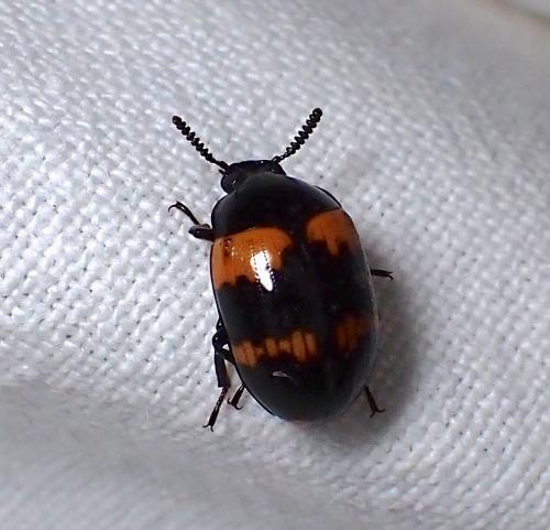 Diaperis boleti